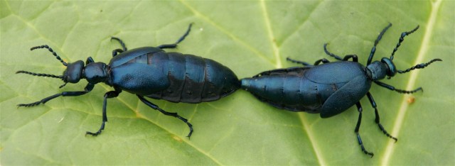 Oliebiller ses tit i parring. Men man skal holde sig fra at bruge både oliebiller og de beslægtede spanske fluer som potensmiddel. De er giftige. (Foto: Michael Stoltze).