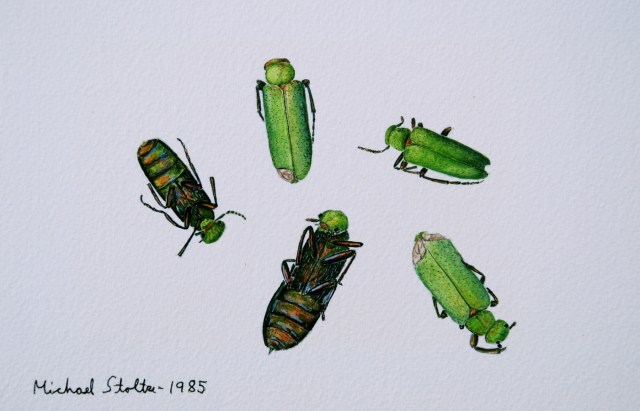 Tørrede spanske fluer (Lytta vesicatoria) købt i Marrakech i Marokko. (Tegning: Michael Stoltze).