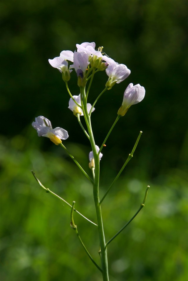 engkarse med aeg fra aurora