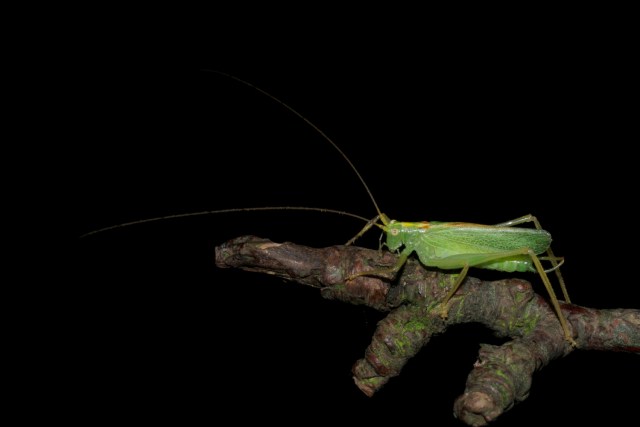 Den lille og lysende grønne han af egegræshoppe i et pæretræ. Hunnen ligner, men bærer en sværdlignede æglægningsskede på bagkroppen. Arten er ganske almindelig. (Foto: Michael Stoltze).