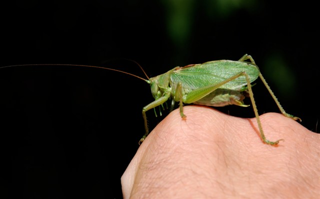 Syngenede græshoppe er almindelig i Grejsdalen ved Vejle. (Foto: Michael Stoltze). 