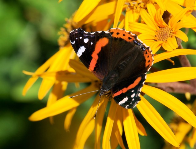 Admiral på Ligularia