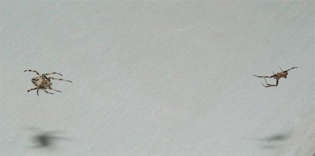 Korsedderkopper i september. Hannen er på frierfødder og slår tråden an på en særlig måde som signal om, at han ikke er et bytte. Alligevel kan han risikere at miste livet under parringen.(Foto: Michael Stoltze).