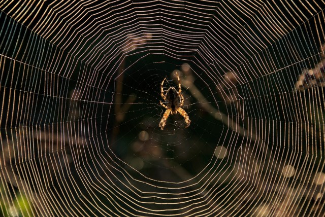 Korsedderkop i spind med dug i september. (Foto: Michael Stoltze).