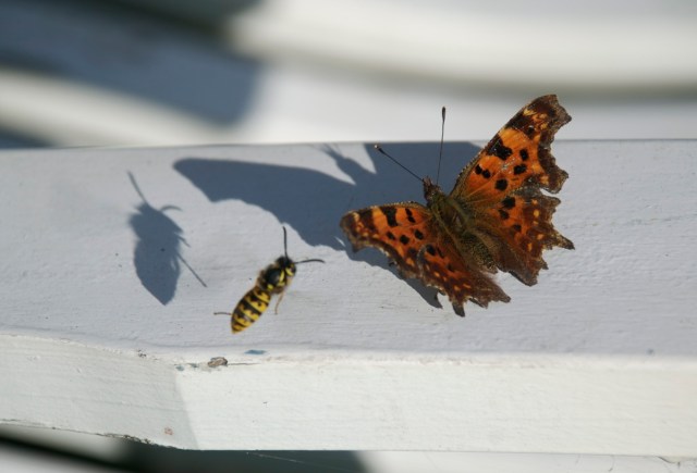 Det_hvide _c_og_hveps