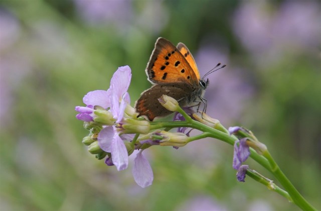 Der lille ildfugl kan flyve på lune steder til langt ind i oktober. (Foto: Michael Stoltze).
