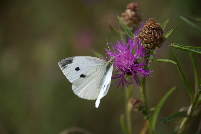 Lille_kaalsommerfugl
