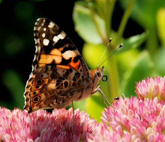 Tidselsommerfuglen kan ses til ind i oktober. Den stikker af mod syd, da den ikke tåler frost. (Foto: Michael Stoltze).
