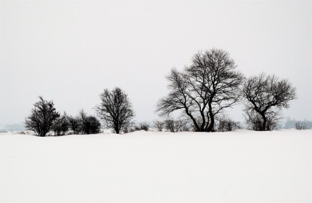 Traeernes kalligrafi