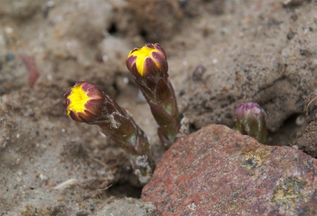 Følfod i knop på kystklint ved Glænø. (Foto: Michael Stoltze).