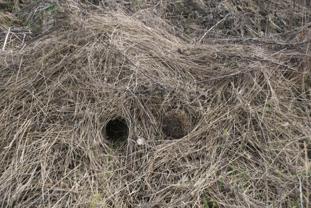 Pindsvinene er vågnet og folrader en af høstakkene 8. marts 2014