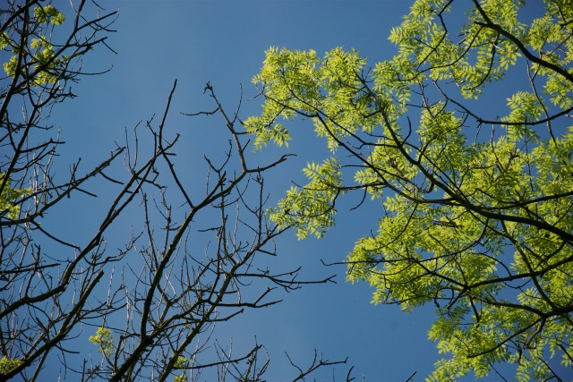 Askesyge_2_19-5-2011