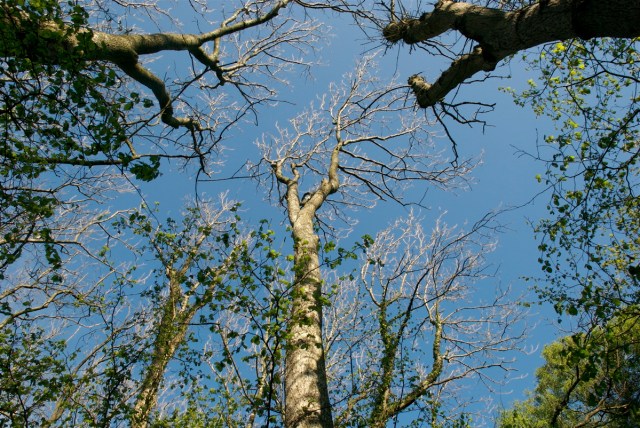 Doede aske 15-5-2011