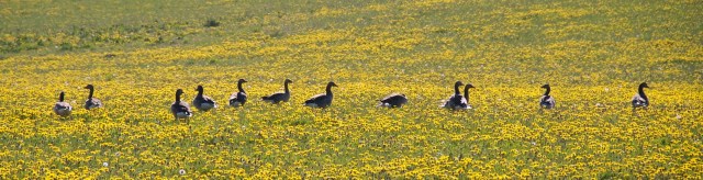 Gaes i maelkeboetter