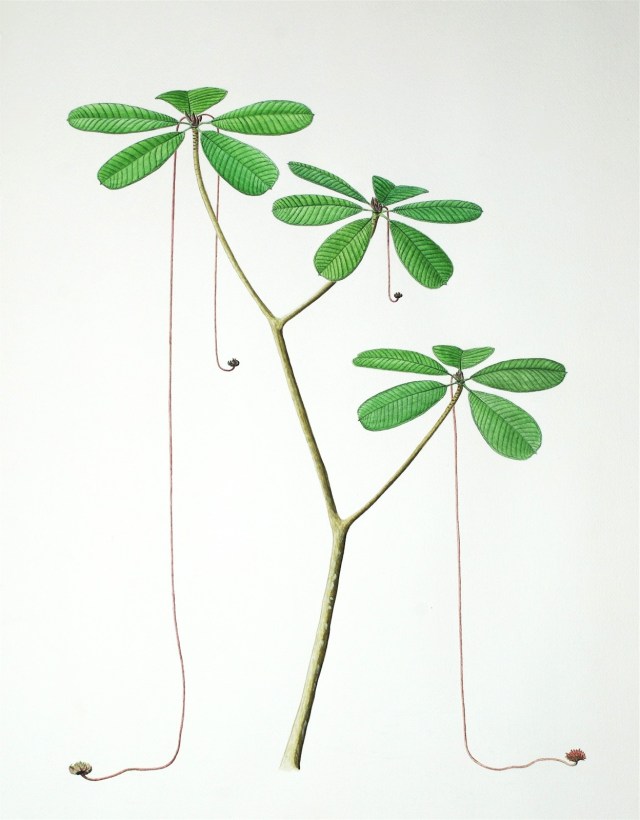 tanzanian-plastic-string-tree