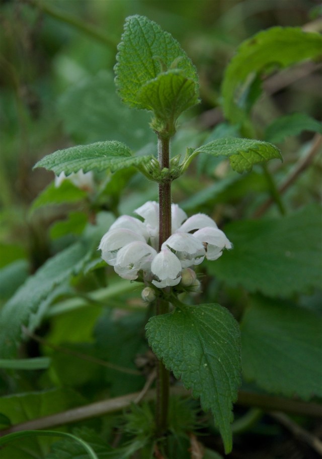 Doevnaelde_20-1-2012