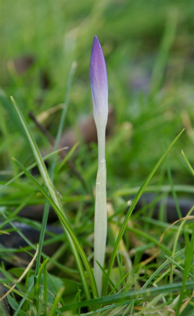 Krokus_20-1-2012