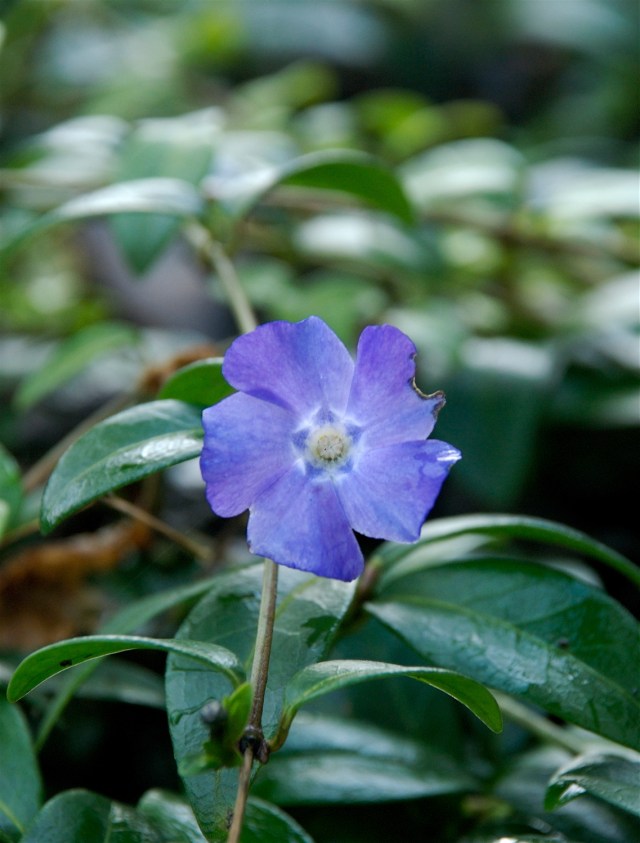 Vinca_20-1-2012