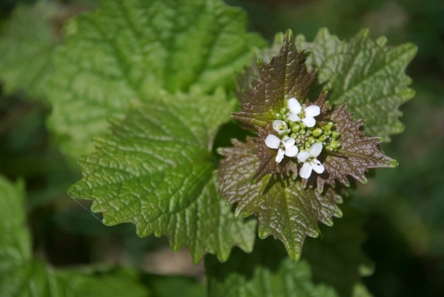 Løgkarse er en god plante for sommerfugle. Larverne af aurora lever af løgkarsens umodne frøskulper. Larverne af den fine  grønåret kålsommerfugl (der kun sjældent æder kål) lever af løgkarsens blade. (Foto: Michael Stoltze).