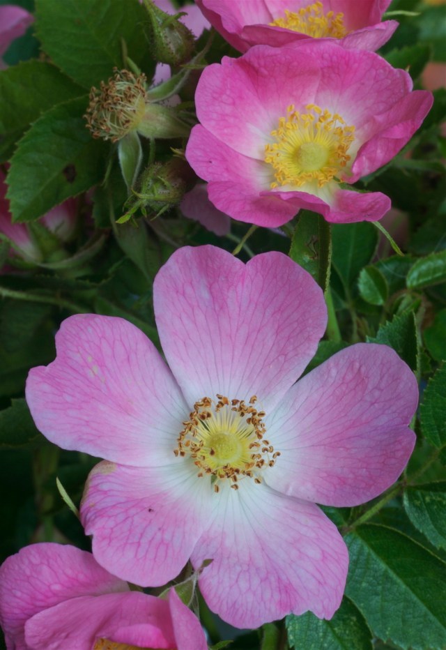 Aeblerose_1_2-7-2013