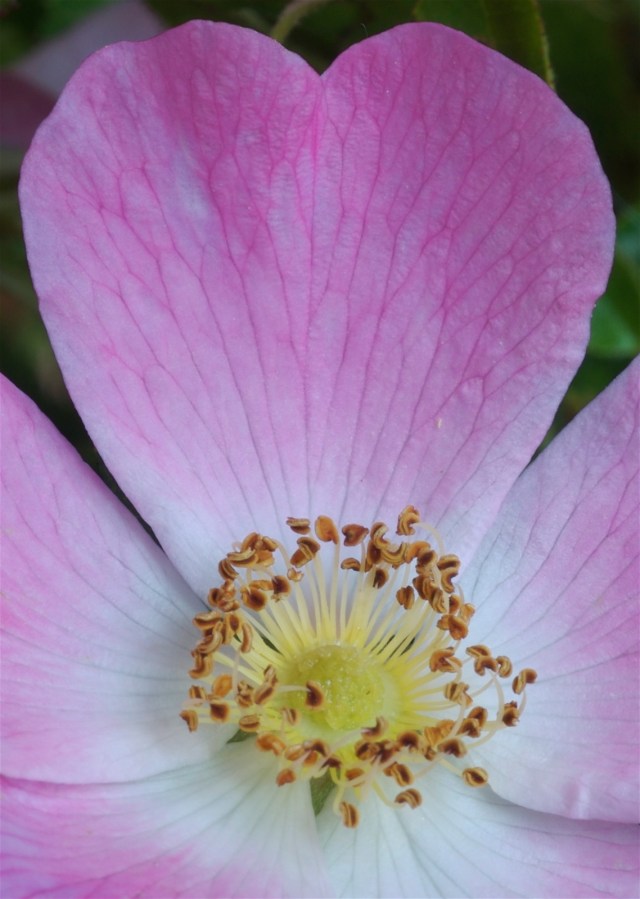 Aeblerose_2_2-7-2013