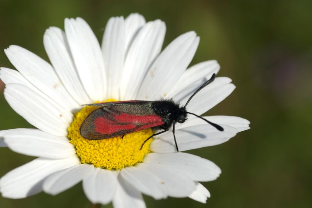 Timiankoellesvaermer