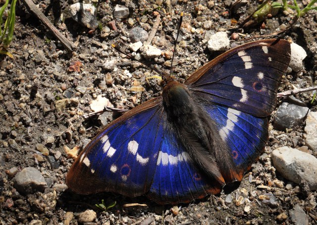 Apatuar ilia_Lars Andersen