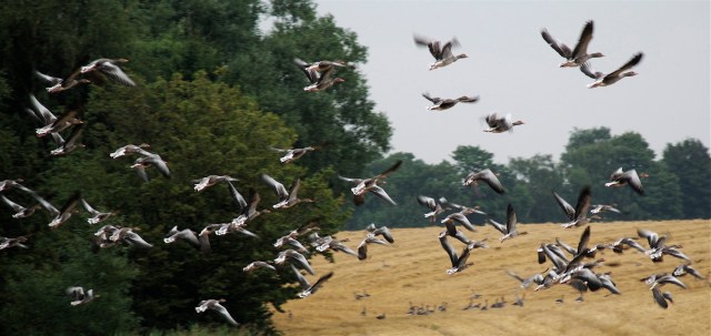 Graagaes_2_10-9-2012