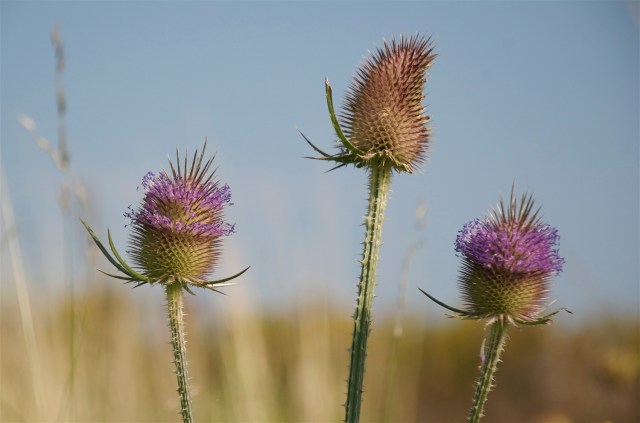 Kartebolle_10-9-2012