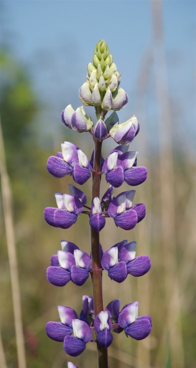 Lupin_10-9-2012