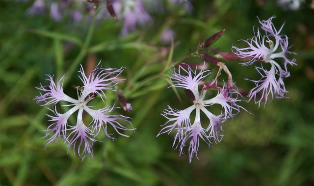 Strandnellike_Omoe_8-8-2012