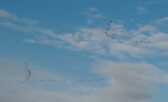 Blå himmel, 8 graders varme og gæs på årets næstsidste dag i 2012 (Foto: Michael Stoltze).