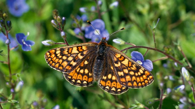 Hedepletvingen er heldig. Det er en af de få arter, som Danmark skal beskytte konkrete levesteder for ifølge EU's habitatdirektiv. Men ellers står det skrælt til med den danske naturpolitik. (Foto: Michael Stoltze).