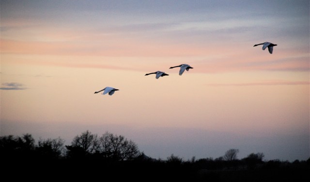 Svaner over Basnæs Nor på den milde nytårsdag, 2013 (Foto: Michael Stoltze).
