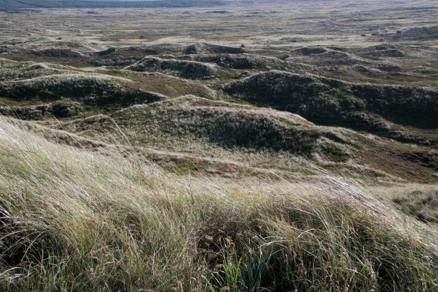 Danmark har fået mere vildmark og vil få mere i fremtiden. Her Nationalpark Thy. (Foto: Michael Stoltze). 