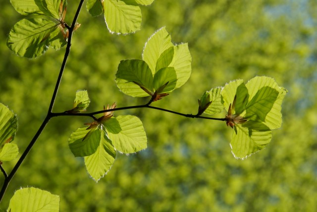 Danmarks nationaltræ - bøgen - har "kun" været her i ca. 4000 år. (Foto: Michael Stoltze).
