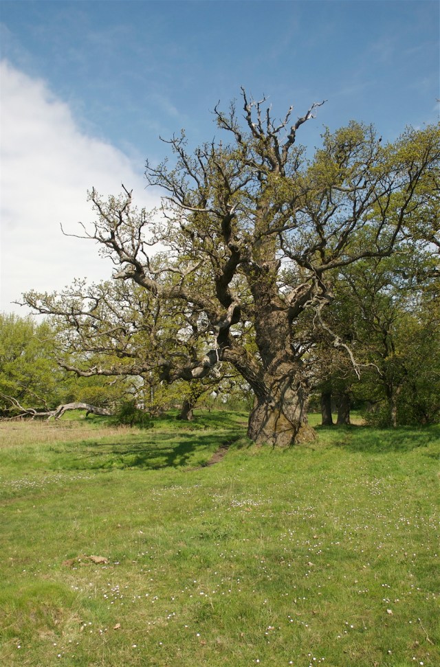 Olaf Rudes Eg. (Foto: Michael Stoltze).