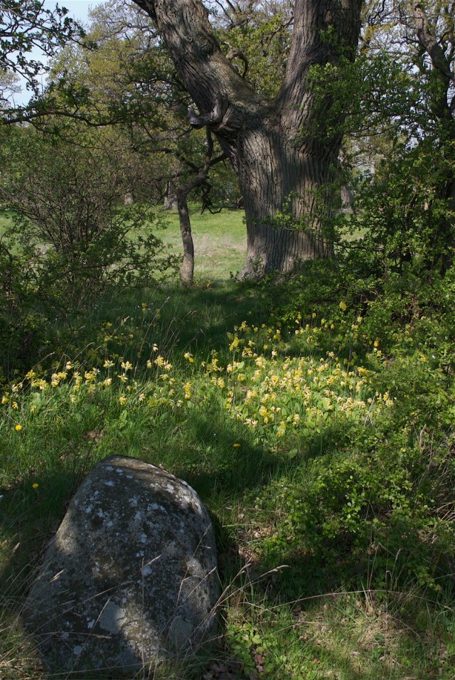 Kodrivere blandt ege, Skejten. (Foto: Michael Stoltze).