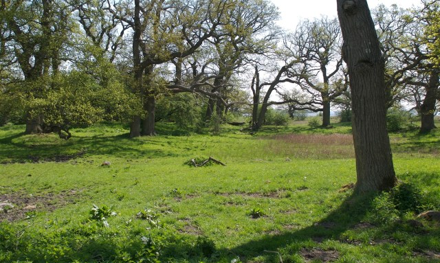 Lavning og ege i løvspring. (Foto: Michael Stoltze).