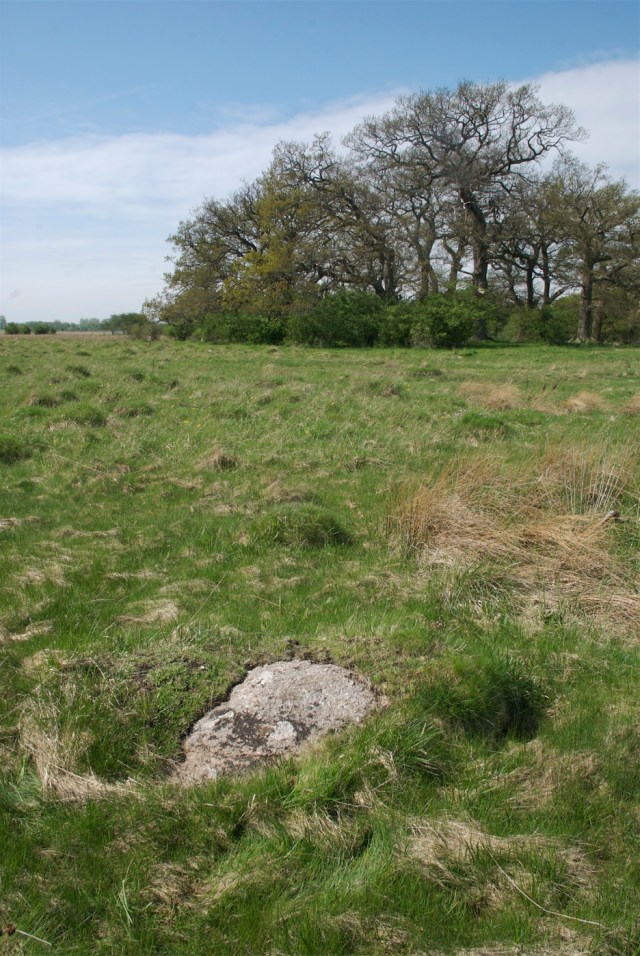 Spredte vandreblokke fra istiden, gamle myretuer og vekslen mellem tørre og våde arealer bidrager til stor variation i plante- og insektlivet på Skejten. (Foto: Michael Stoltze). 