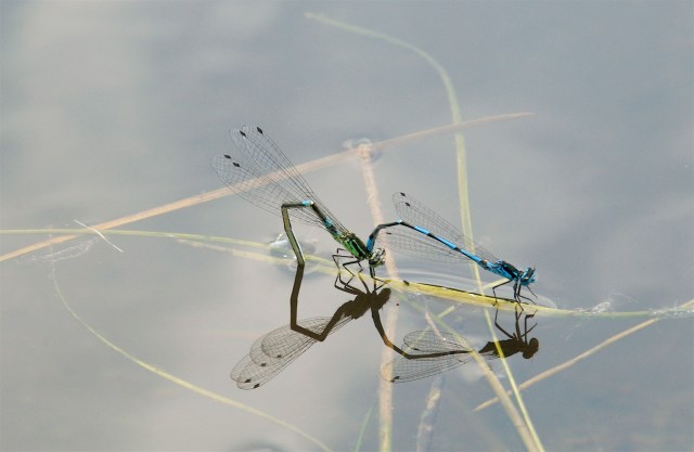 Vandnymfer_1_20-6-2013
