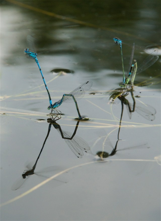 Vandnymfer_2_20-6-2013