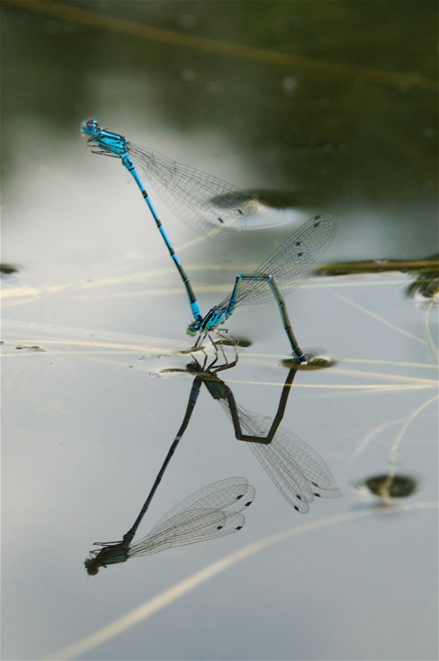 Vandnymfer_3_20-6-2013