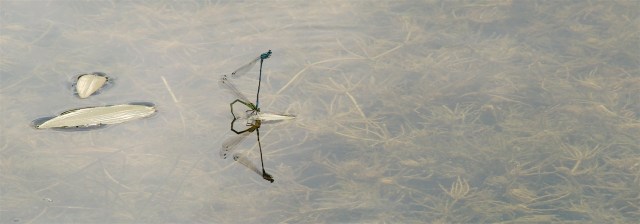 Vandnymfer_4_20-6-2013