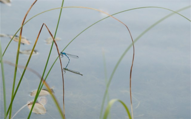 Vandnymfer_5_20-6-2013