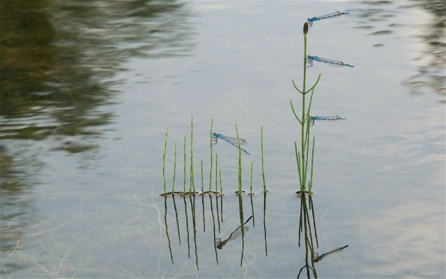 Vandnymfer_6_20-6-2013