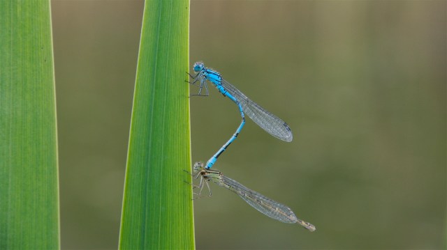 Vandnymfer_7_20-6-2013