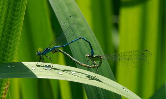 Vandnymfer_8_20-6-2013