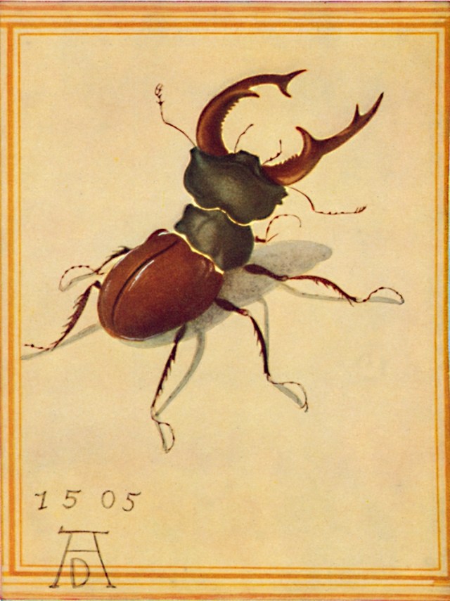 Abrecht Dürer: Die Hirschkäfer, 1505.