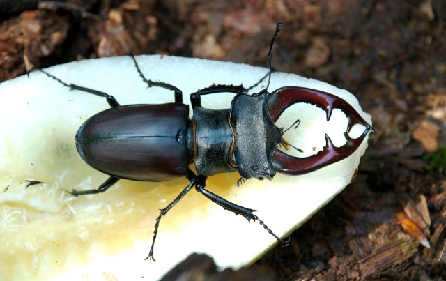 Eghjort, han,  fouragerer på en honningmelon i et af burene i Dyrehaven. (Foto: Michael Stoltze).